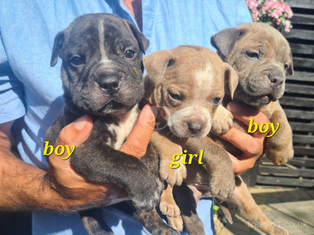 Old english store bulldog cross staffy