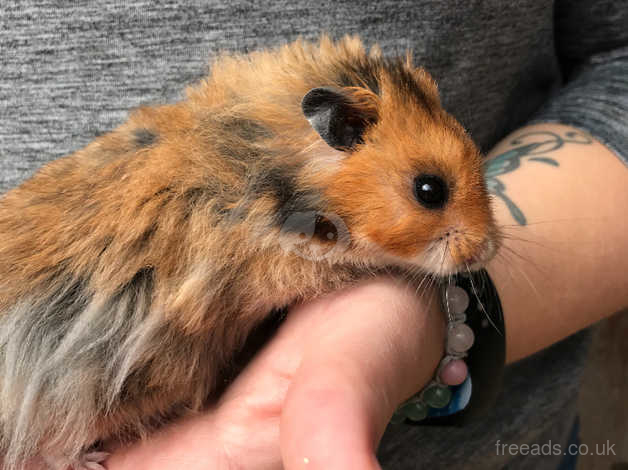 Male long haired sales teddy bear hamster