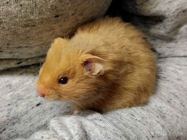 Long haired discount female syrian hamster