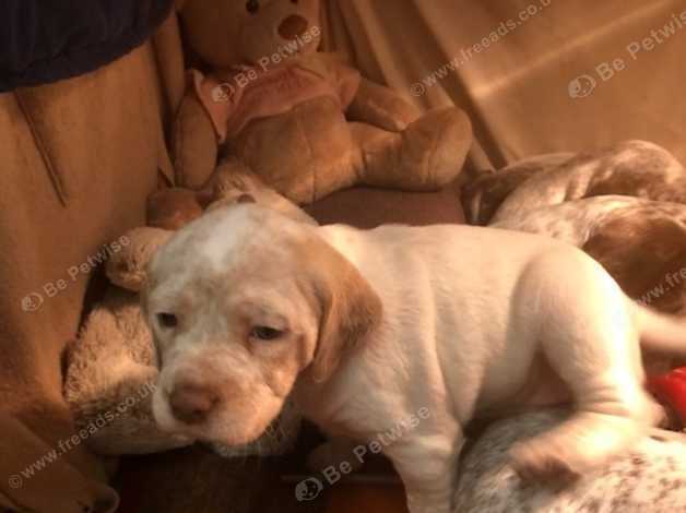 French pointer puppies for sales sale