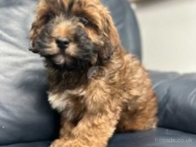 Lhasa apso store cross toy poodle