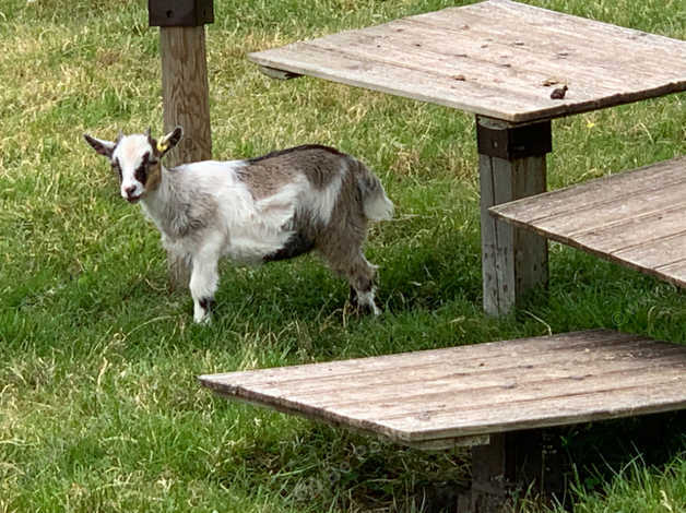 Pygmy Goat Male Kids. in Preston PR3 on Freeads Classifieds - Goats ...