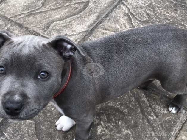 3 month old staffordshire best sale bull terrier