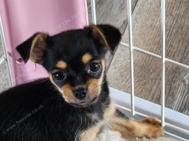 Yorkshire terrier x chihuahua puppies sale for sale