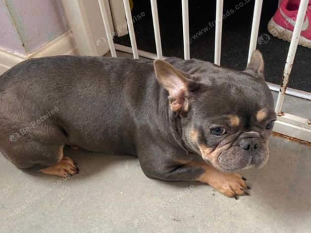 2 year old french bulldog best sale for sale