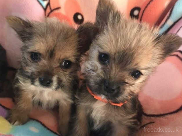 Puppies Yorkshire Terrier Mix Norfolk Terriers In Histon On Freeads Classifieds Mixed Breed Classifieds