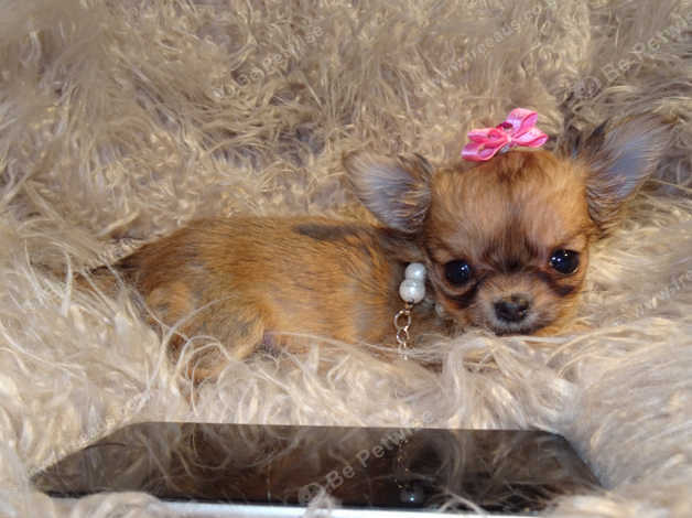 micro long haired chihuahua