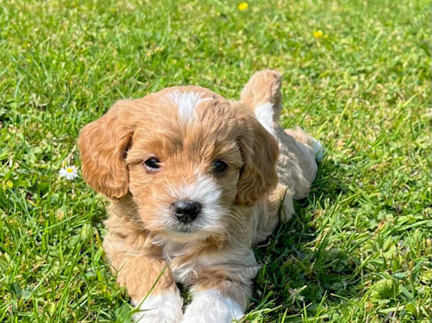 Cavapoochon breeders best sale near me