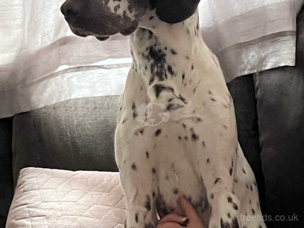 Dalmatian x hot sale springer spaniel