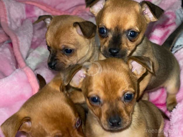 Chihuahua min pin store puppies