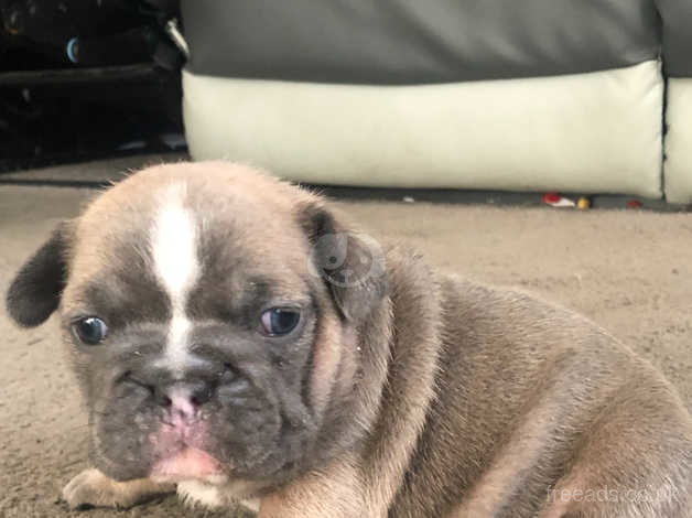 2 Rare Blue Sable Chunky Puppies In Liverpool L6 On Freeads Classifieds French Bulldogs Classifieds