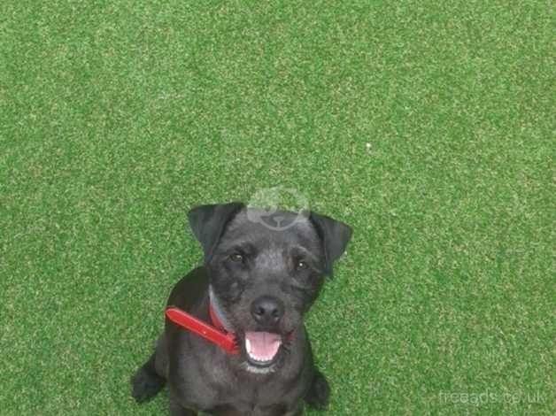 Patterdale Terriers classifieds