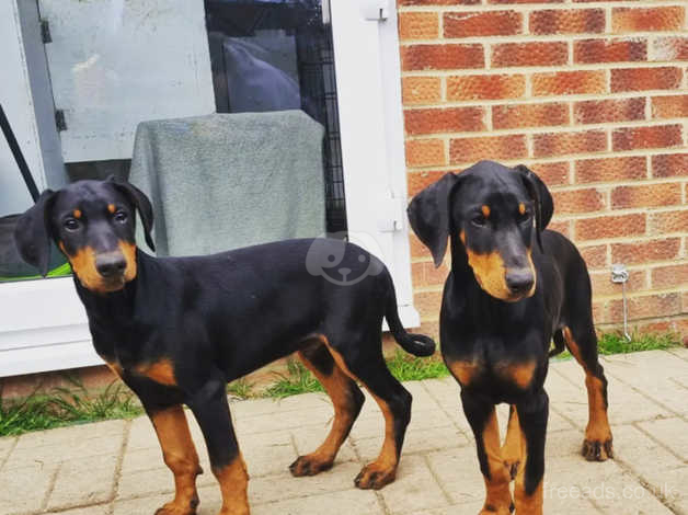 Doberman 10 weeks store old