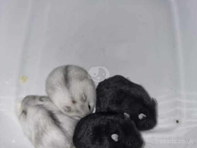 baby black dwarf hamster