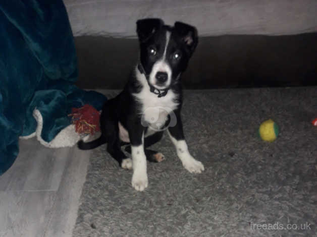 2 month old sales border collie puppy