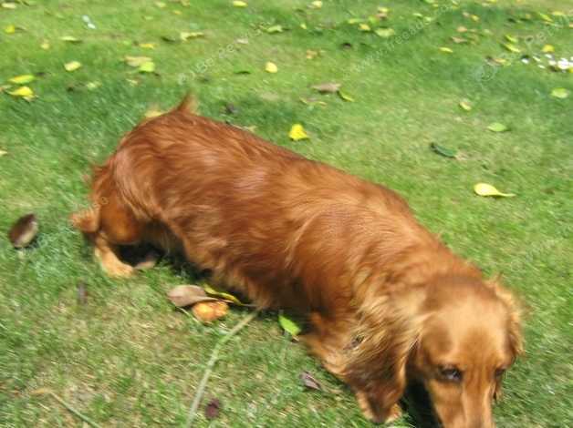 Dachshund Mini Long Haired Female In Lytham St Annes Fy8 On