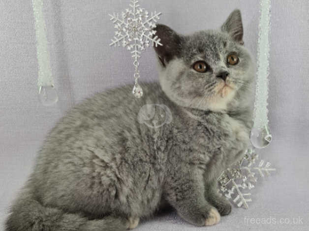 Moscenna british shorthair store cats