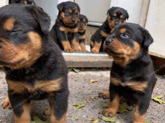 are rottweilers allowed in singapore