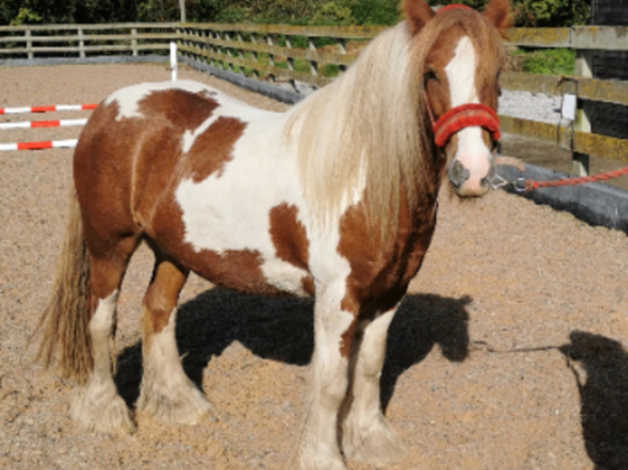 Beautiful Red And White Cob Gelding | in Sandbach, Cheshire | Freeads