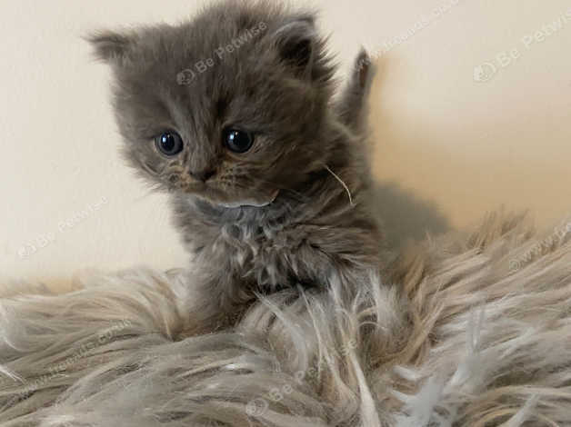 British blue best sale longhair kittens