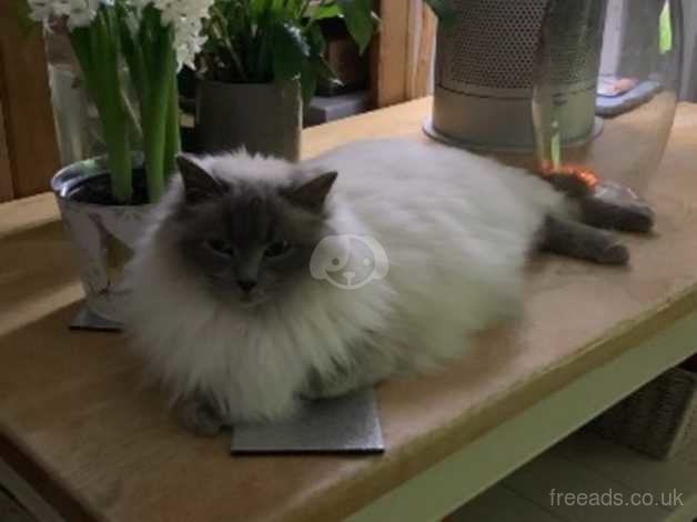 Blue point sales male ragdoll cat