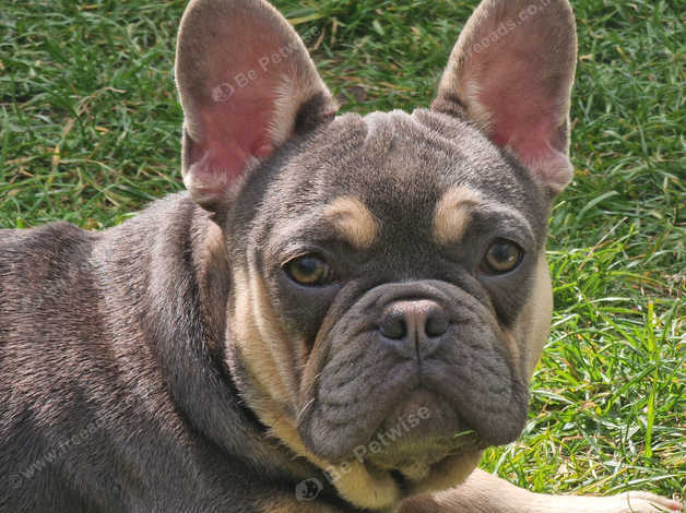 Tri colour hot sale frenchie