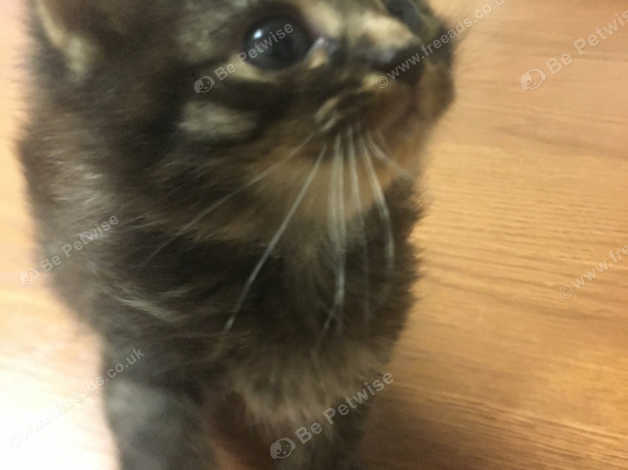 Two Kittens For Sale In Huntingdon On Freeads Classifieds Non