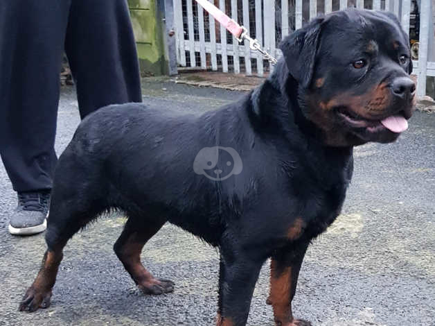 Kc Reg German Rottweiler For Sale in Smethwick on Freeads Classifieds -  Rottweilers classifieds