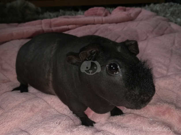 Hairless guinea store pig for sale