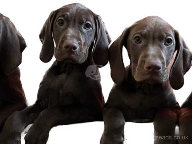 Vizsla sales x gsp