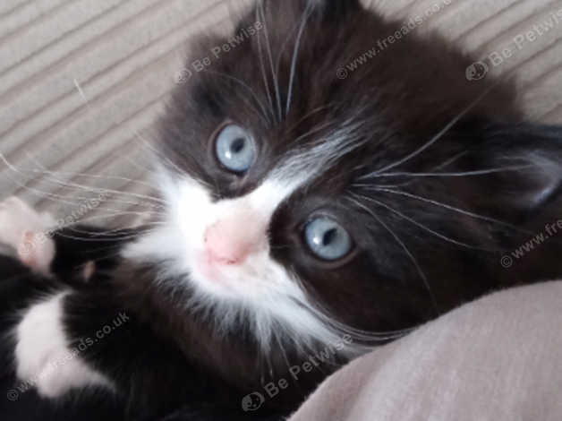 Long haired grey kittens best sale for sale