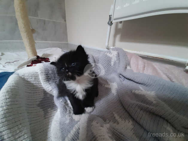 Kitten For Sale Kingswinford West Midlands In Kingswinford On Freeads Classifieds Mixed Breed Classifieds