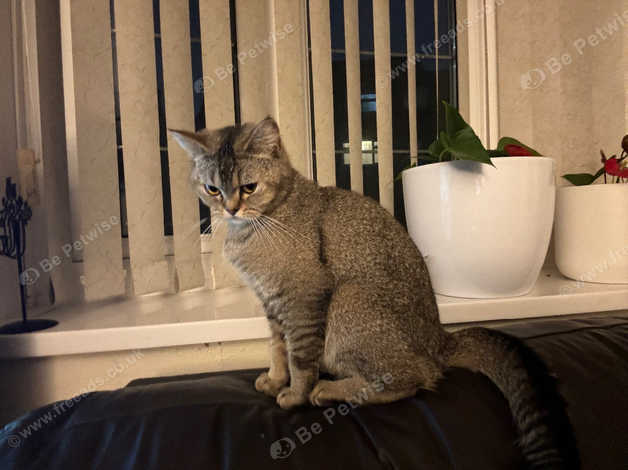 British shorthair black golden hot sale tabby