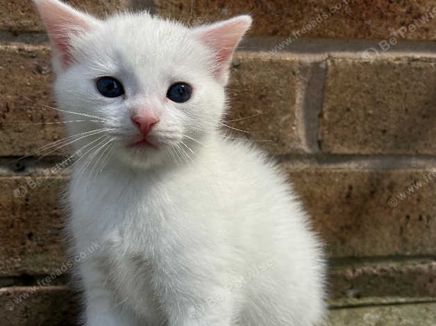 Russian white sale kitten