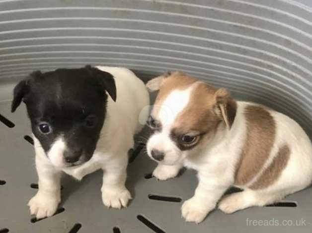 Jackawawa pups for sales sale