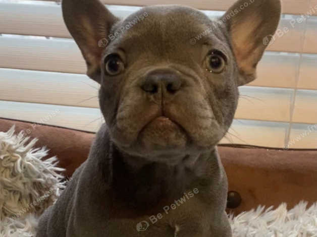 Solid lilac best sale french bulldog