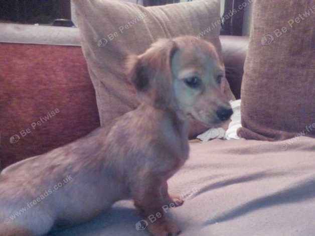 Dachshund Mini Long Haired Female Puppy For Sale In Lytham St