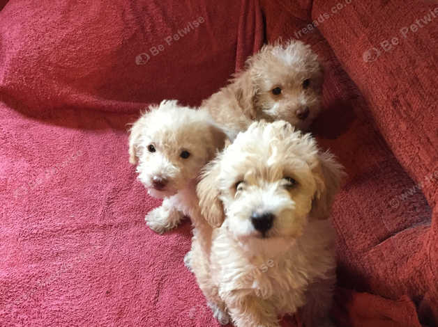 Westiepoos for hot sale sale