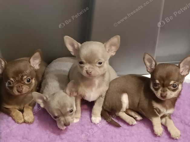 Tiny 2024 chihuahua puppies