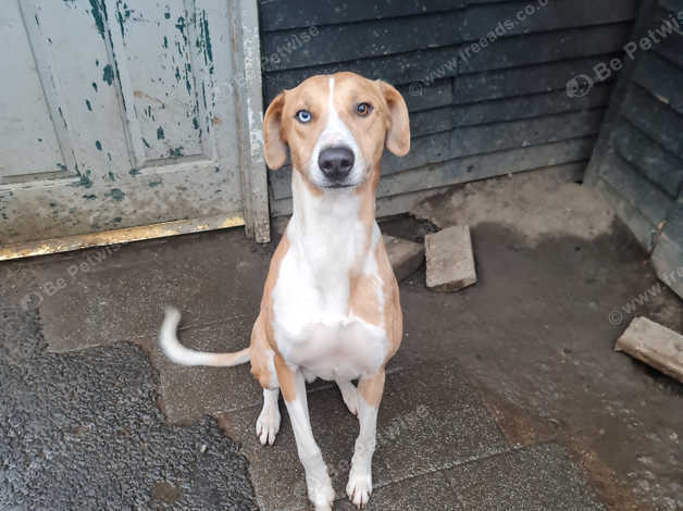 Beagle cross hot sale lurcher