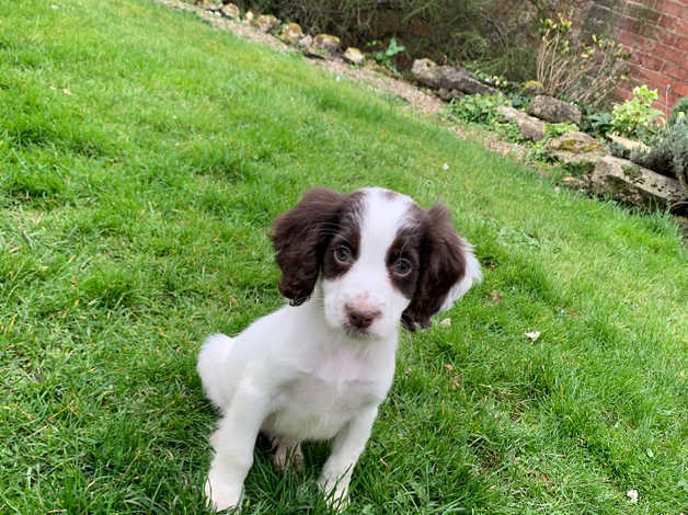 *stunning Spaniel Puppies For Sale* in Nottingham NG12 on Freeads ...