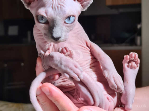 Blue store mink sphynx