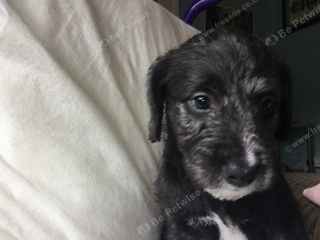 Bedlington sales greyhound puppies