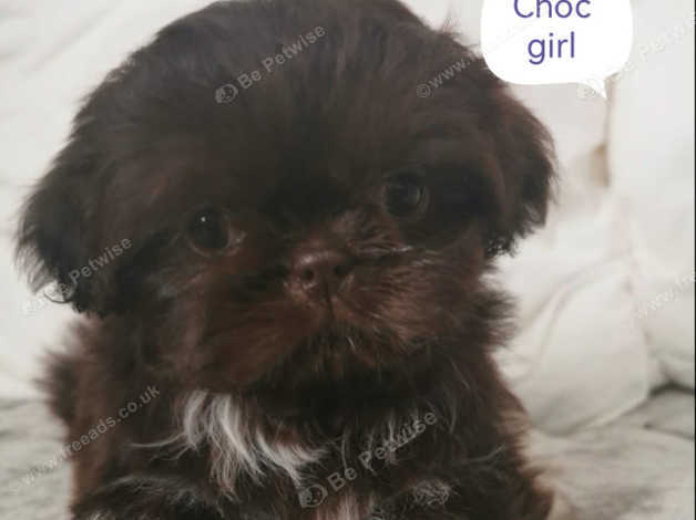 Shih tzu puppies for sale store in chesterfield