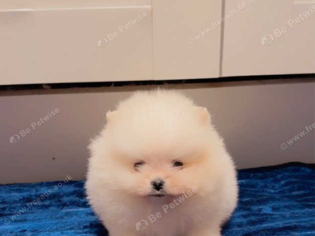 Kc 2024 registered pomeranian