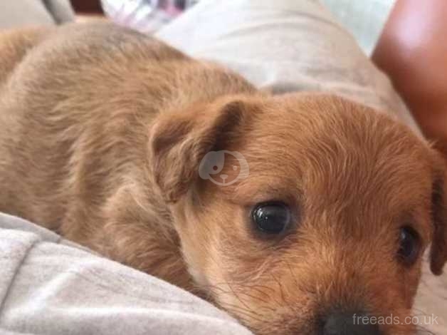 Lakeland terrier cross jack cheap russell puppies for sale