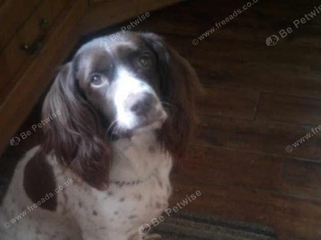 Springer best sale spaniel pointer