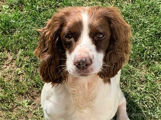 Liver and store white sprocker spaniel