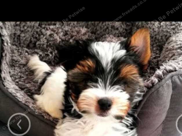 Biewer yorkie hot sale rescue