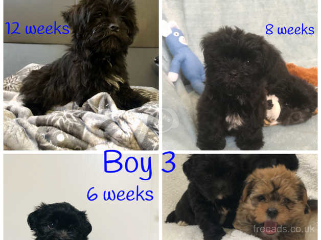 Shorkie rescue sales